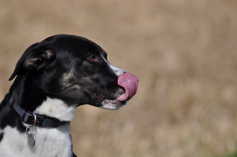 Dog licking his nose