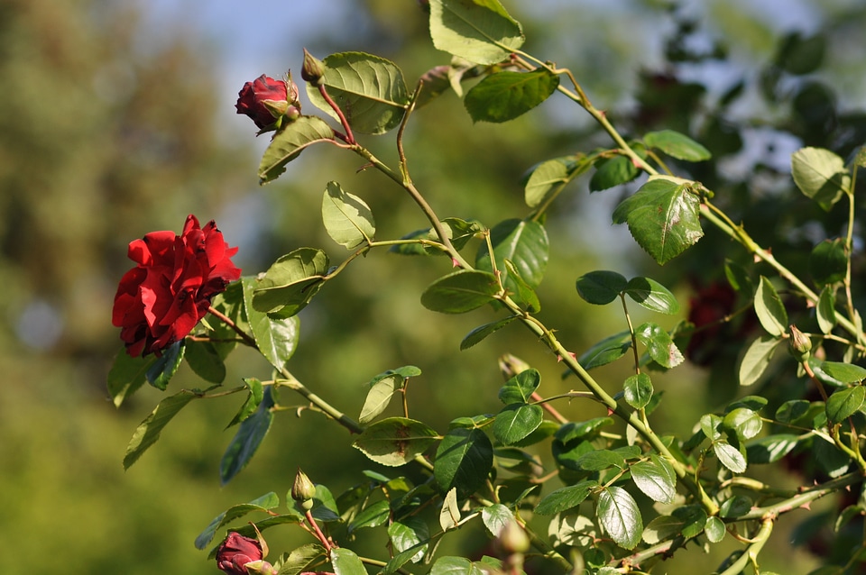 Red roses in the sun No.1
