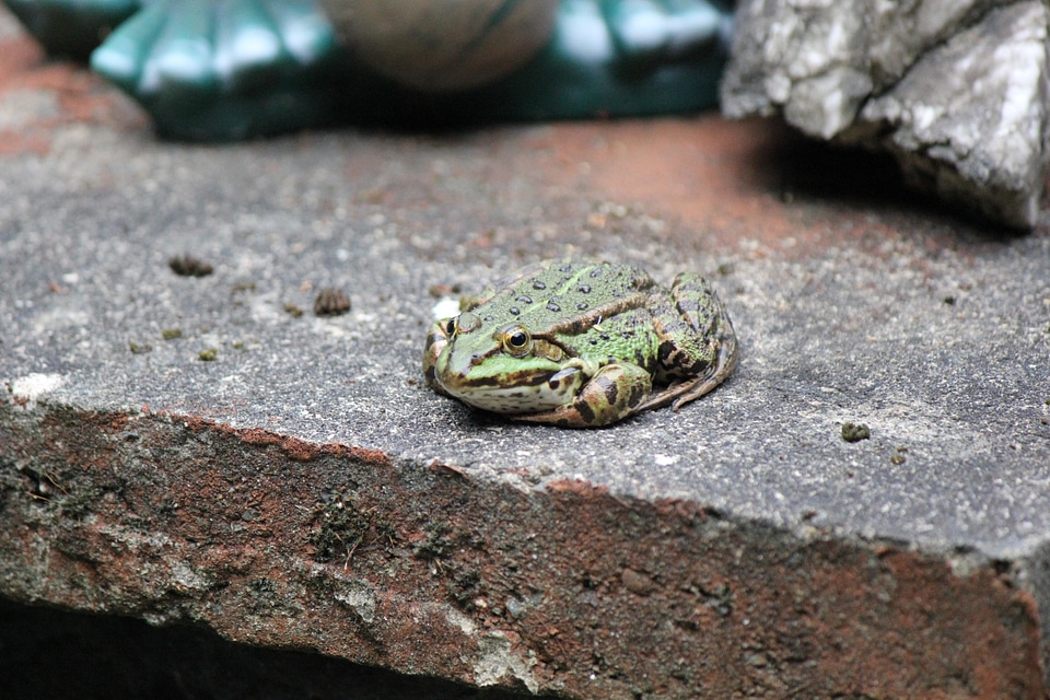 Green toad on a wall