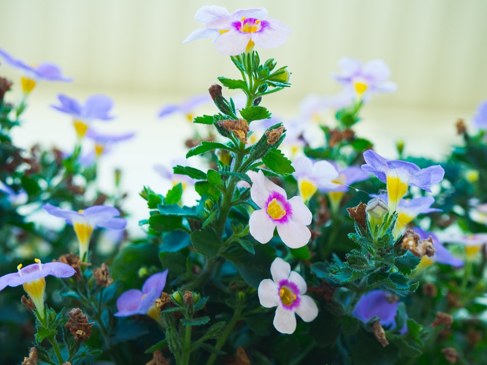 Purple and Yellow Flowers