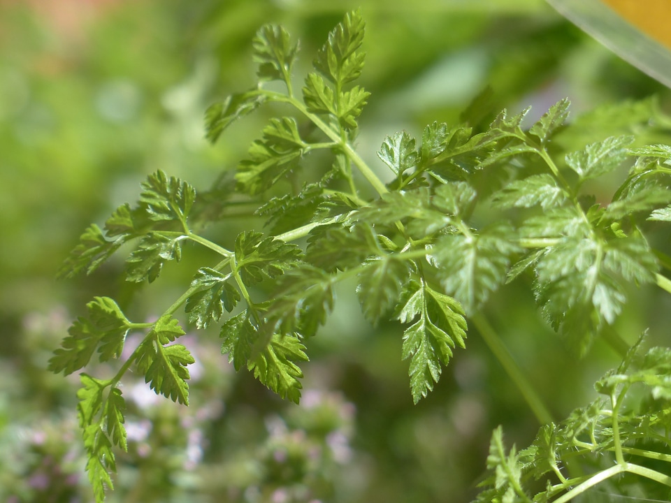 Leaves stalk plant