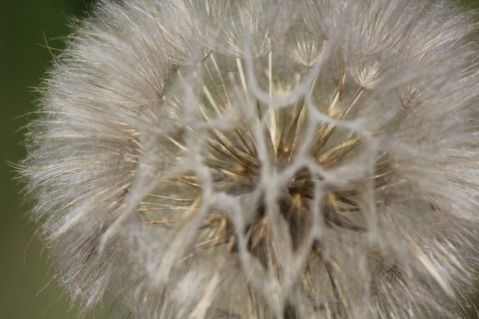 Dandelion in detail