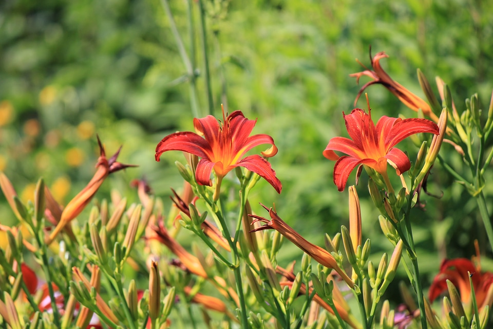 Red daylilies in flowerbed