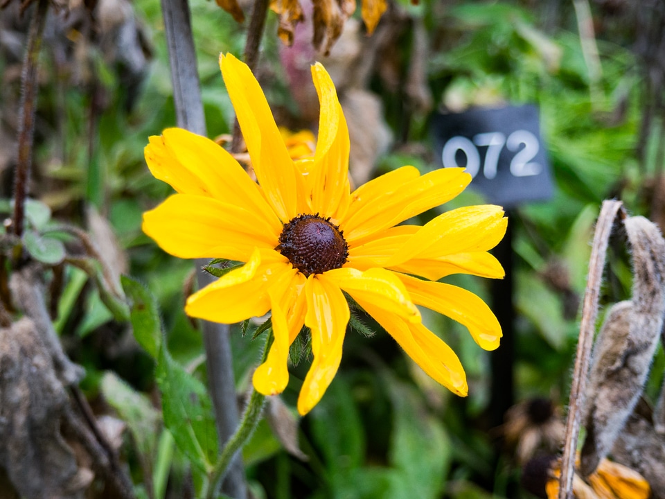 Yellow Flower in Garden