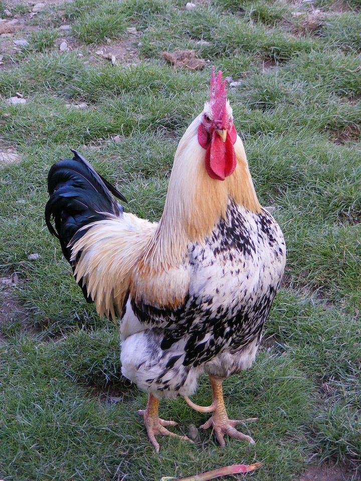 Proud rooster on a meadow