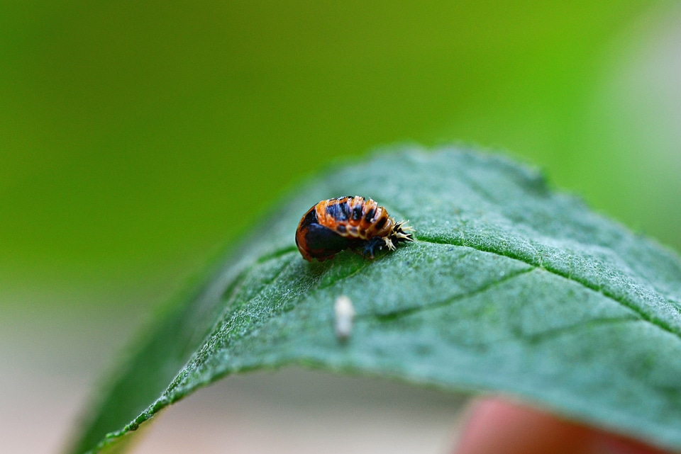 Young ladybird nature
