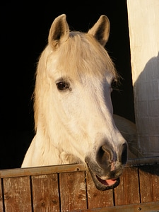 White horse looking out of shed
