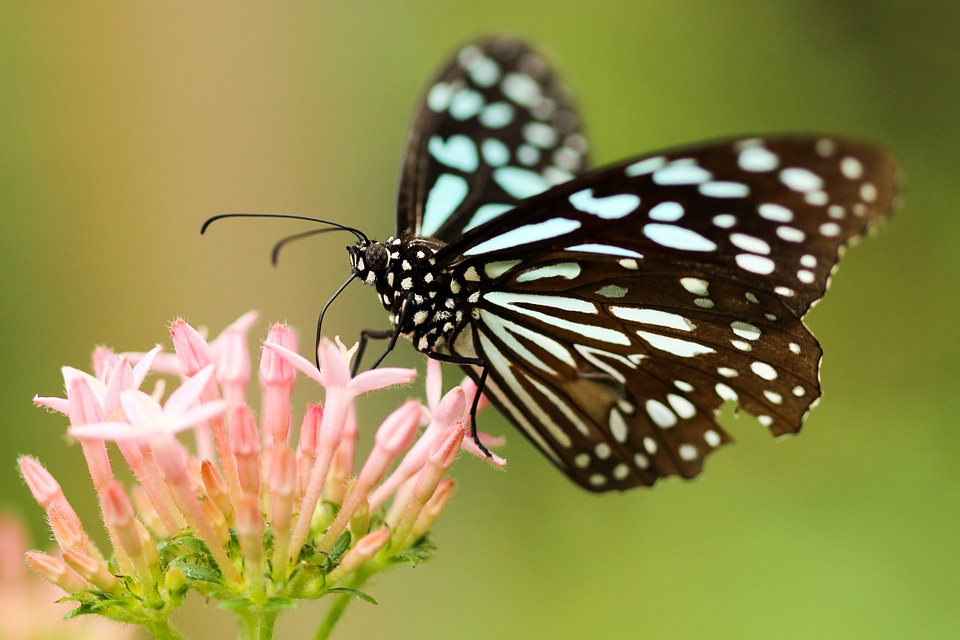 Butterfly on a Pink Flower photo