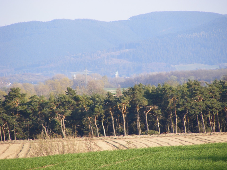 Small forest in front of the harz mountains