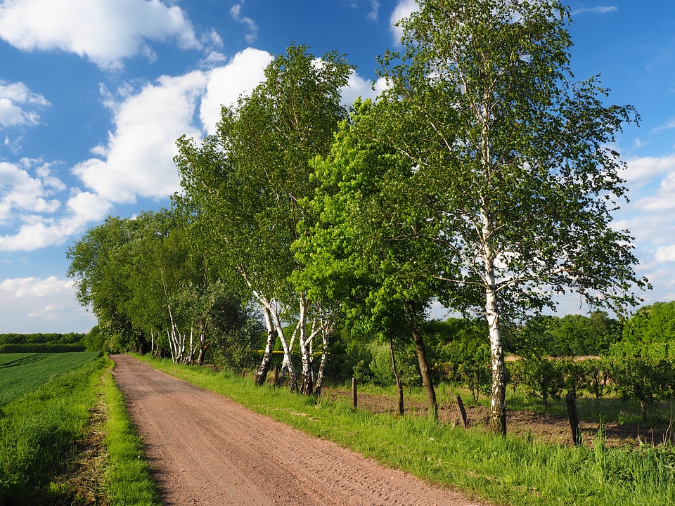 Landscape view tree