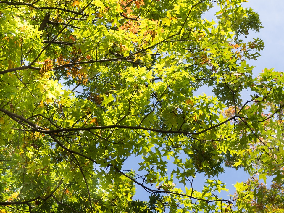 Green Leaves on Tree Branches photo