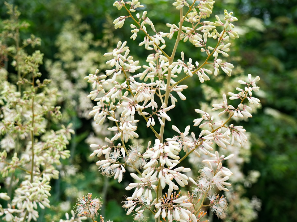 White Flowers on Branches