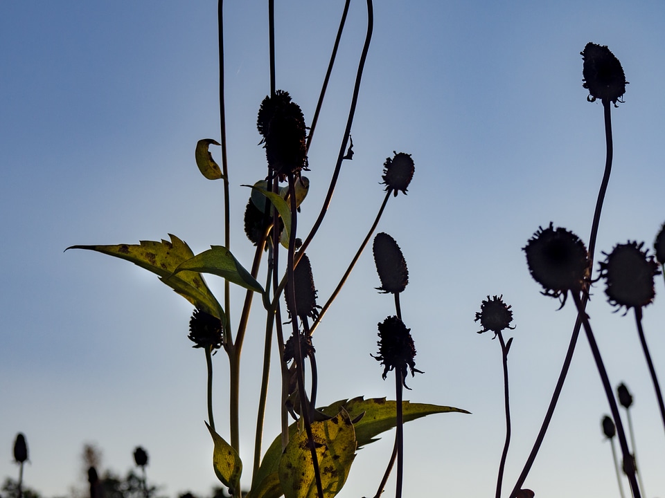 Flowers and Leaves Under Sunset