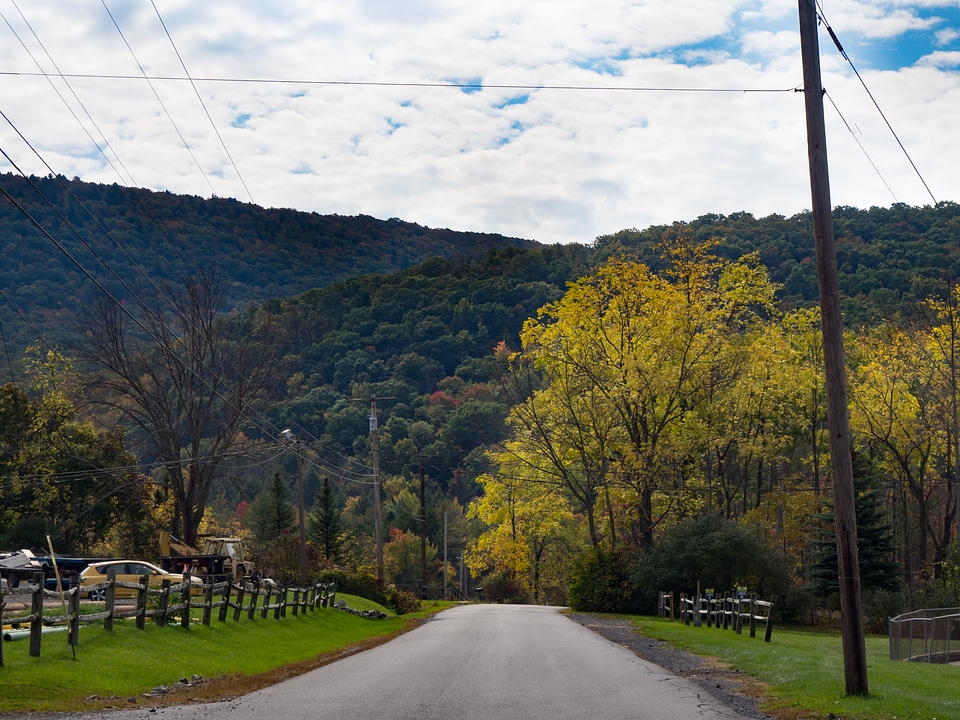 Road Under Trees with Leaves