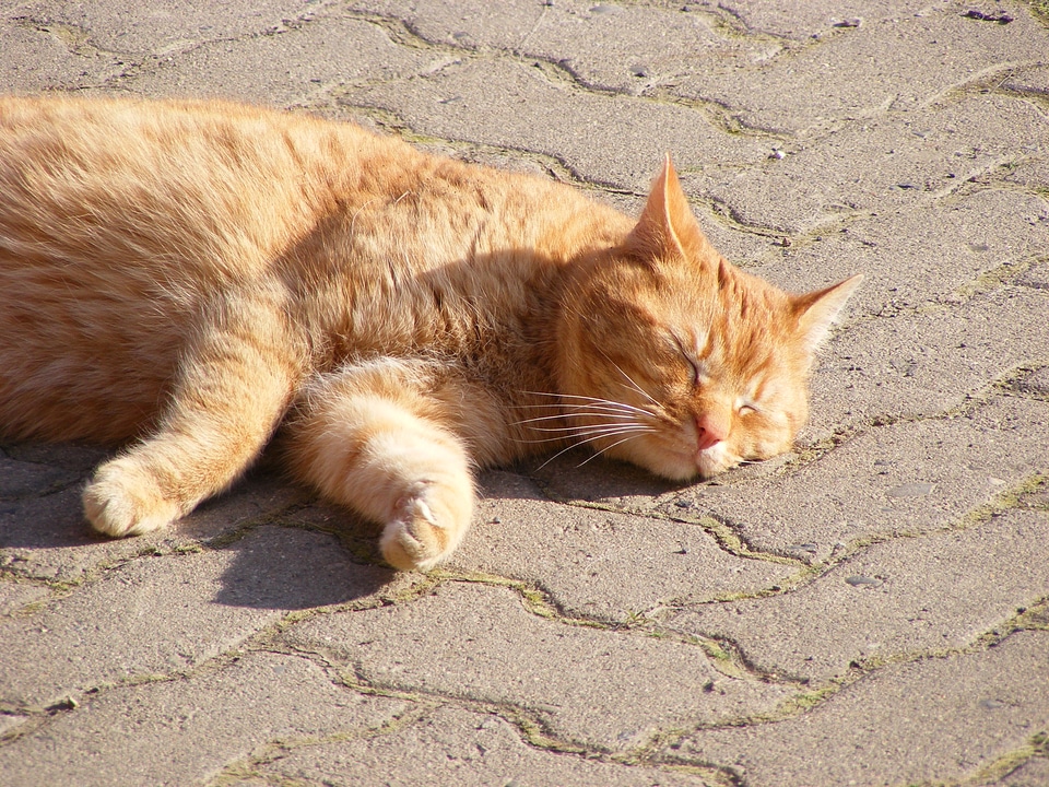 Sleeping cat in the sun