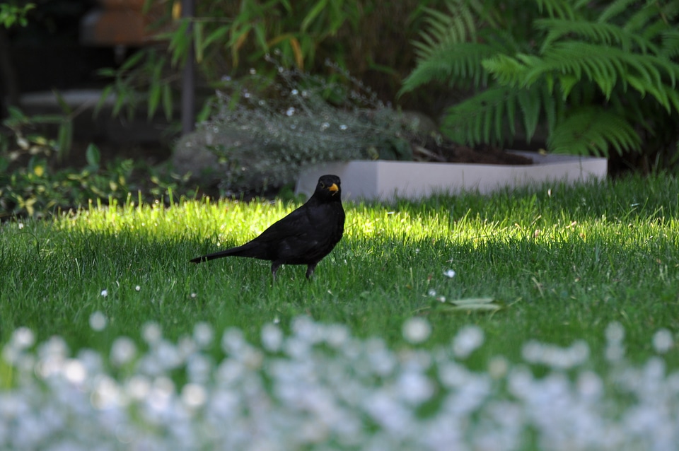 Blackbird in the meadow