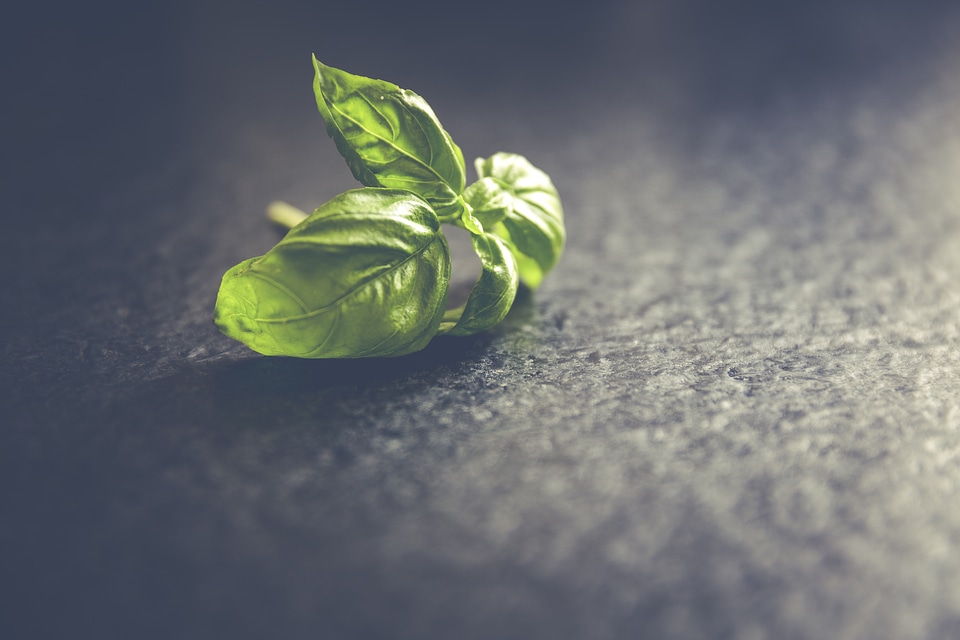 Fresh basil leafs close up