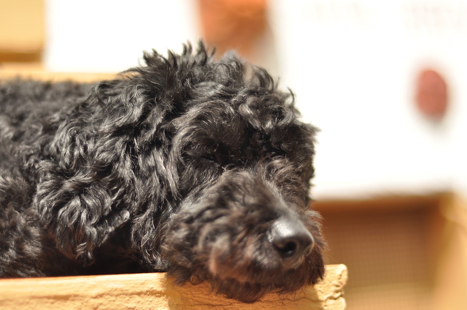 Sleeping poodle dachshund mix