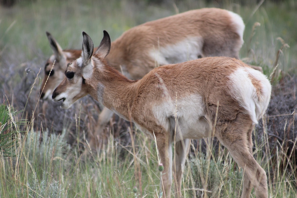 Animal bryce canyon antelope