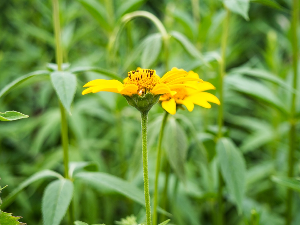 Yellow Flower in Garden