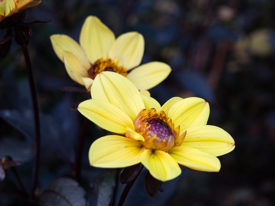 Yellow Flowers in Shadow