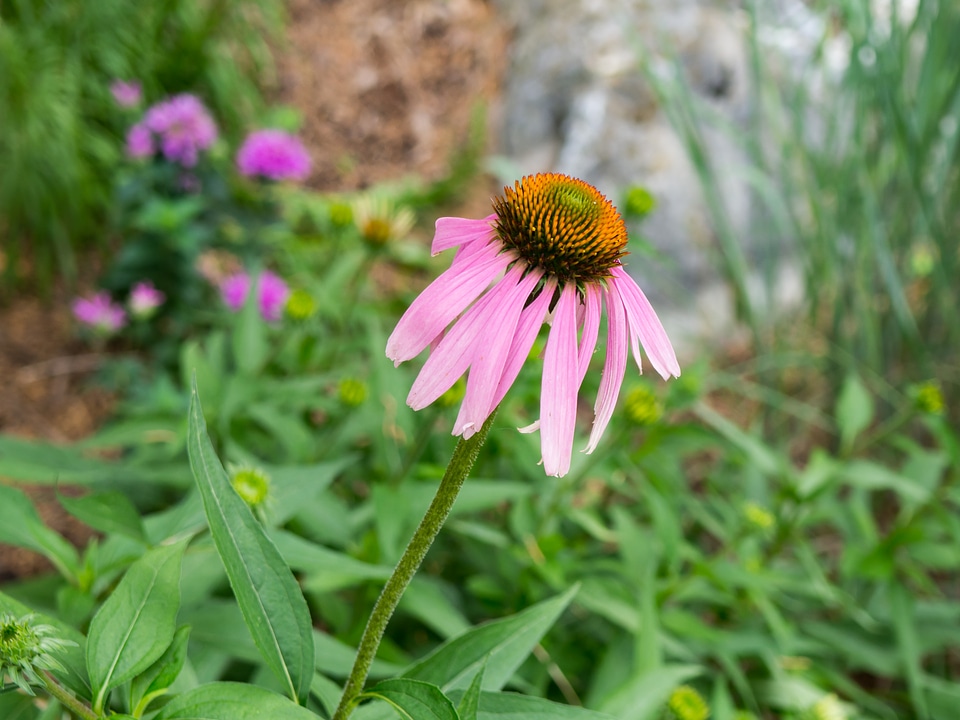 Pink and Orange Flower