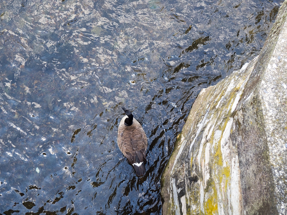 Canada Goose in Water photo