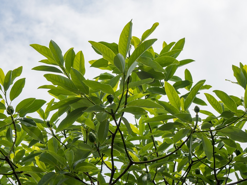 Tree Branches with Leaves photo