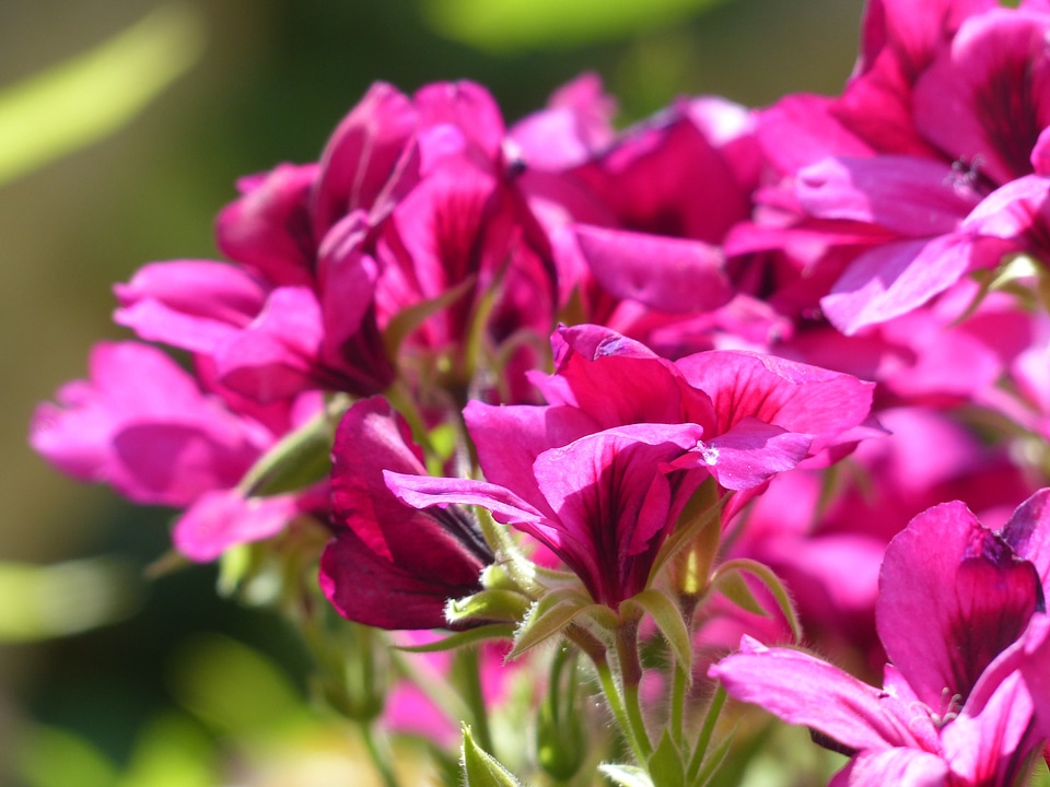Noble pelargonium english geraniums geranium