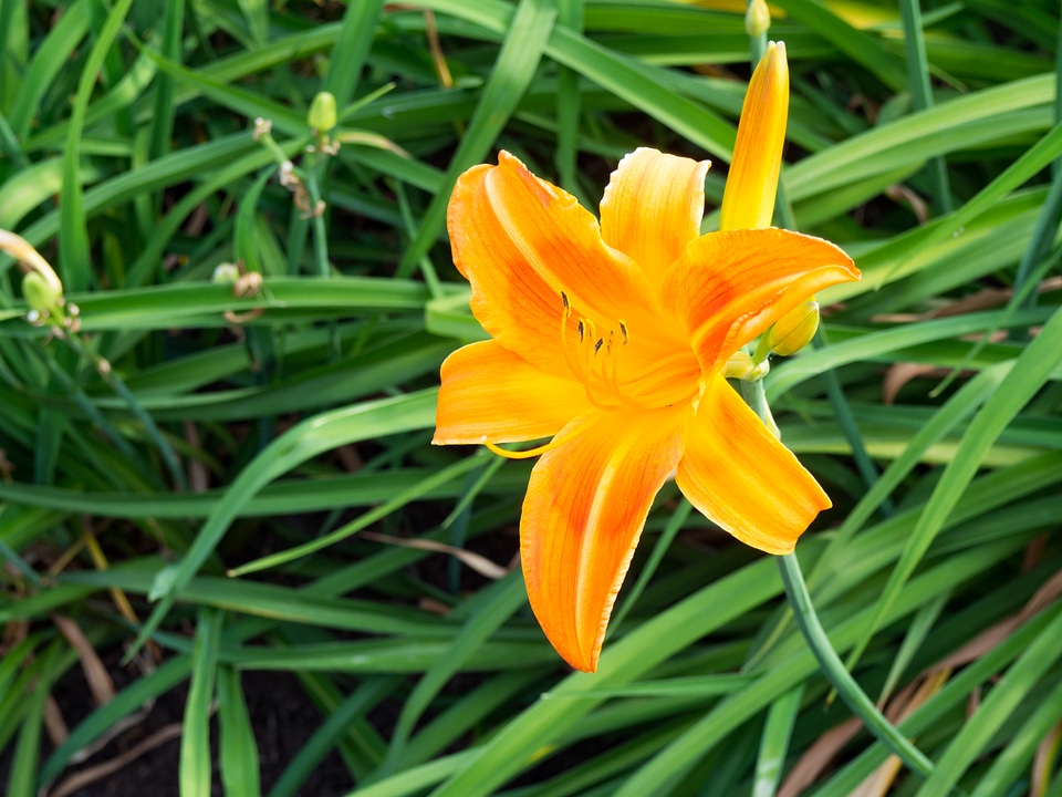 Orange Flower and Leaves