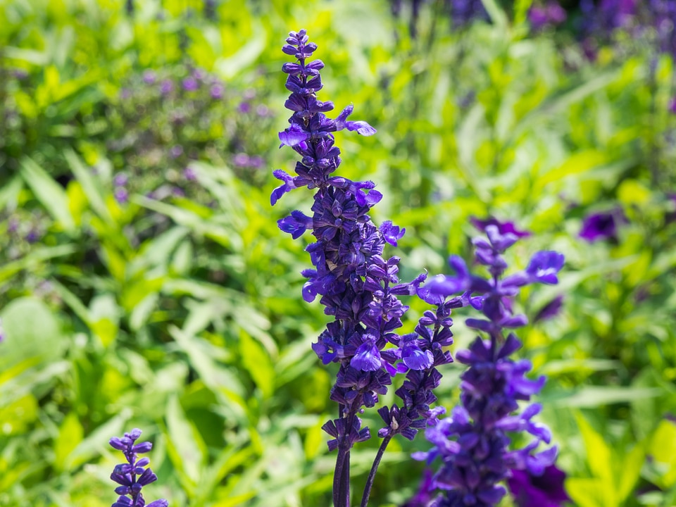 Purple Flowers and Green Leaves in Garden