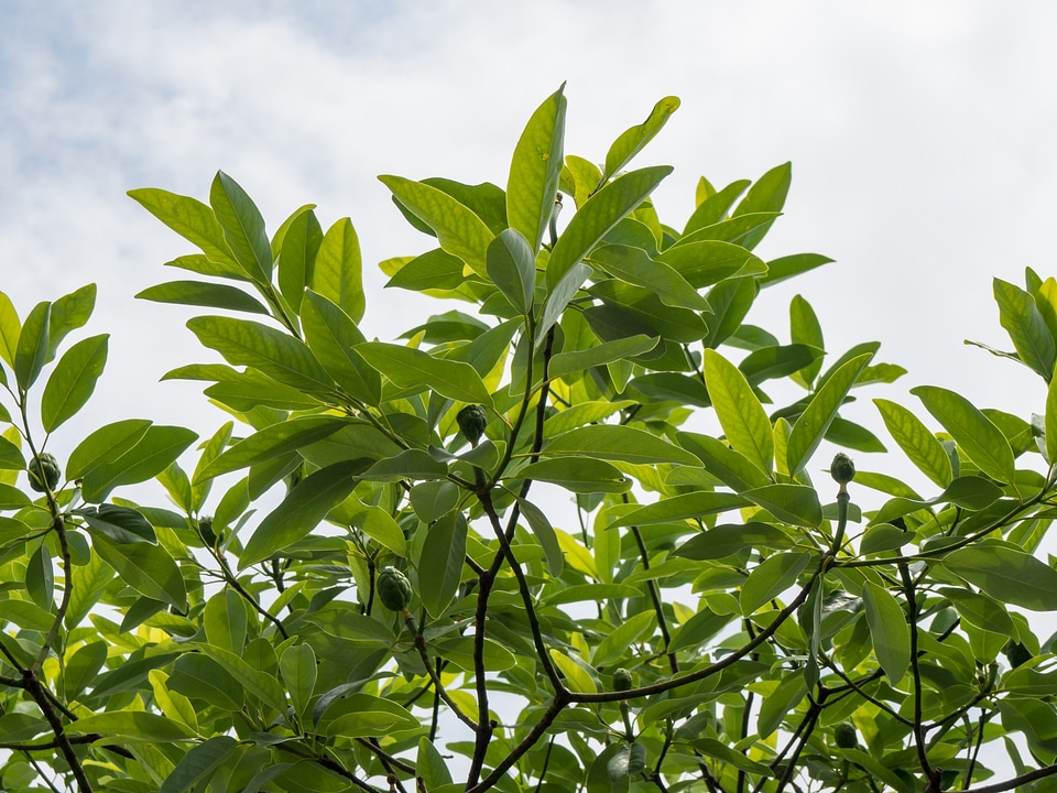 Tree Branches with Green Leaves and Fruits