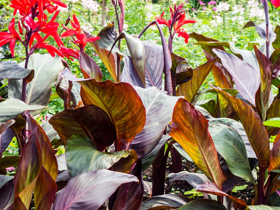 Red Leaves and Flowers in Garden