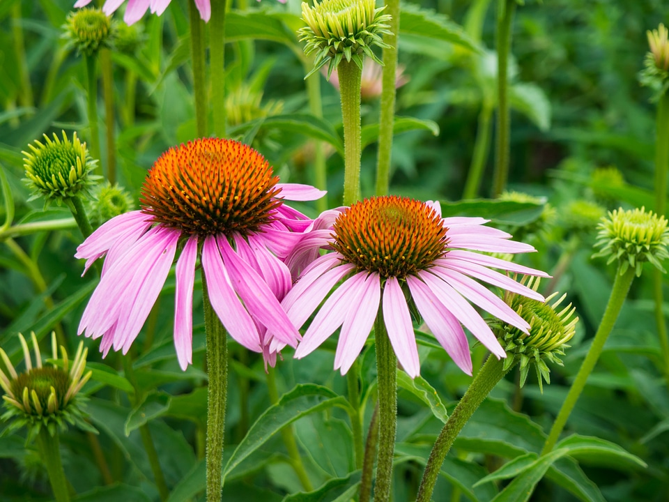 Pink Flowers in Garden