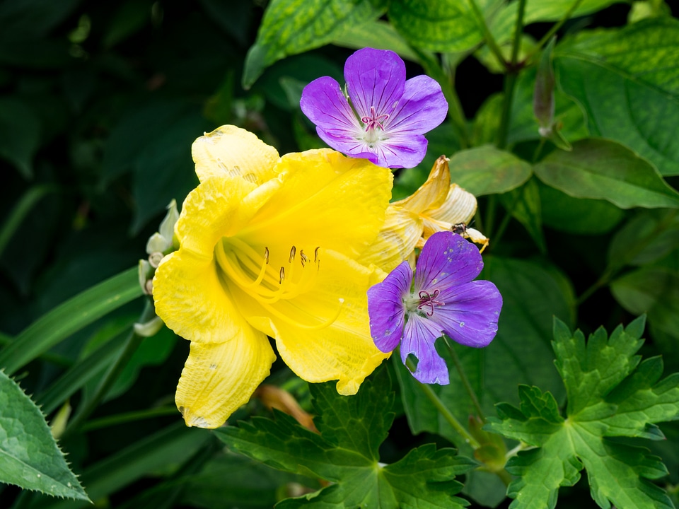 Yellow and Purple Flowers
