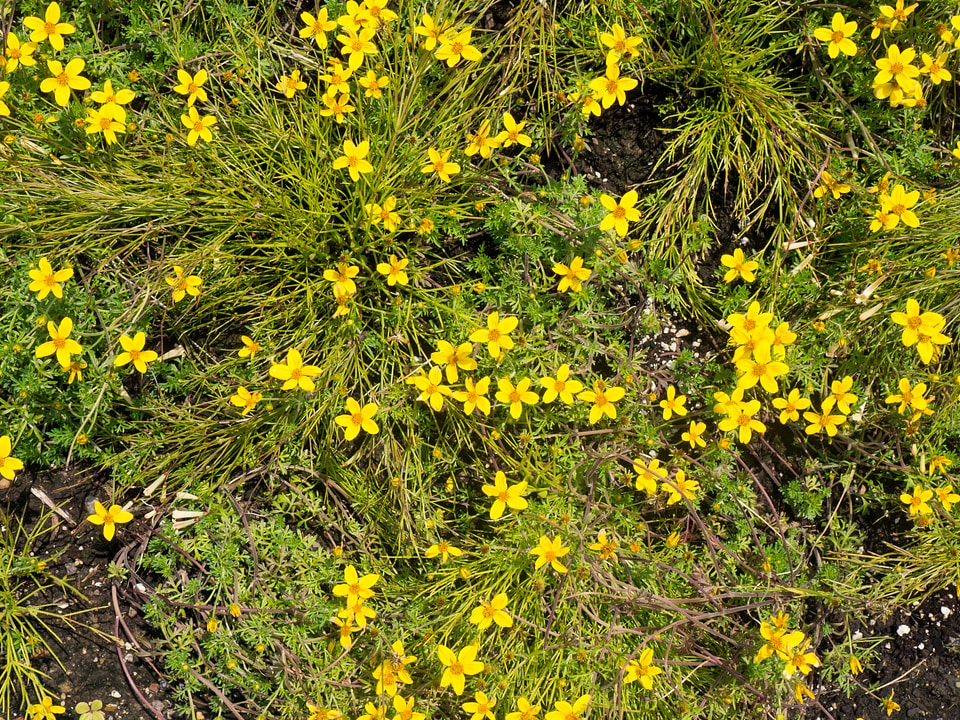 Small Yellow Flowers photo