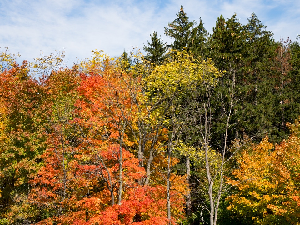 Trees with Leaves in Fall photo