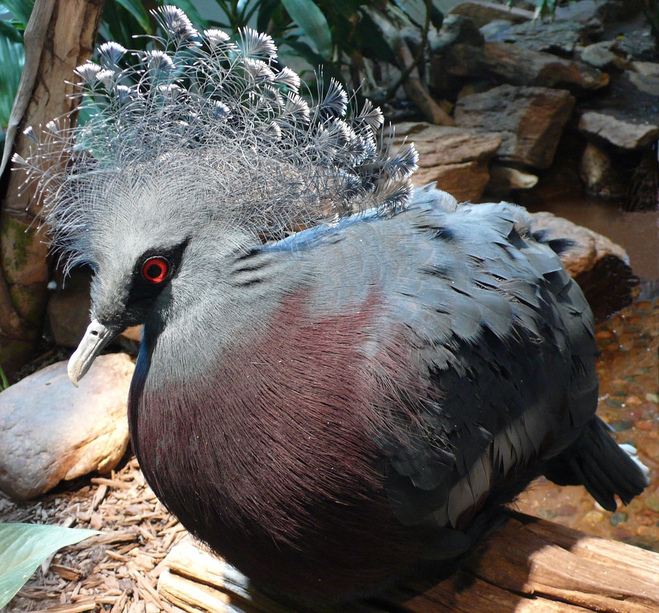 Bird feathers wildlife