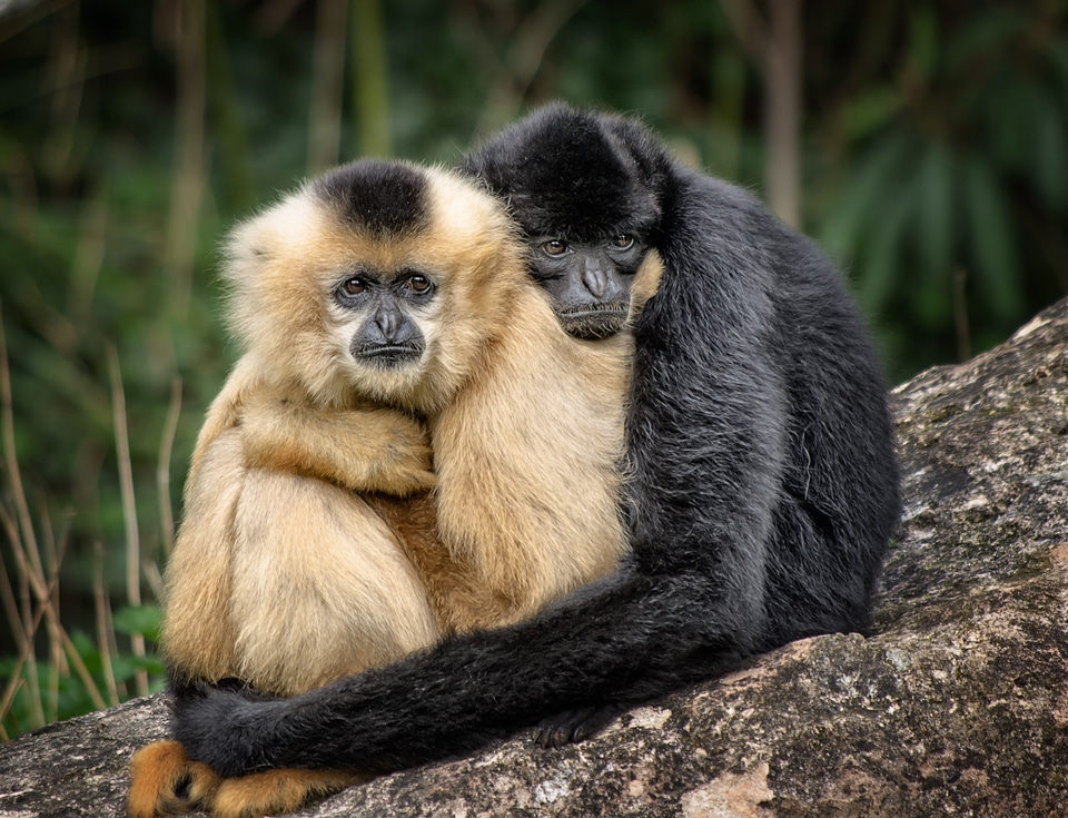 Embrace zoo animals