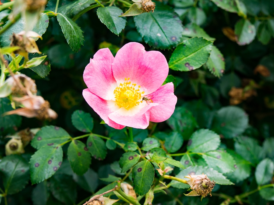 Pink and Yellow Flower