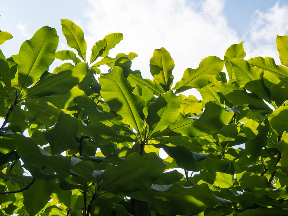 Green Leaves in Sun and Shadows