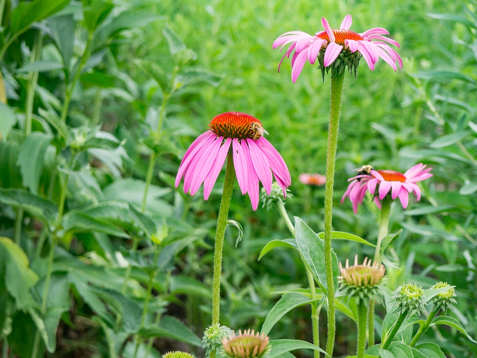 Pink Flowers in Garden with Bee