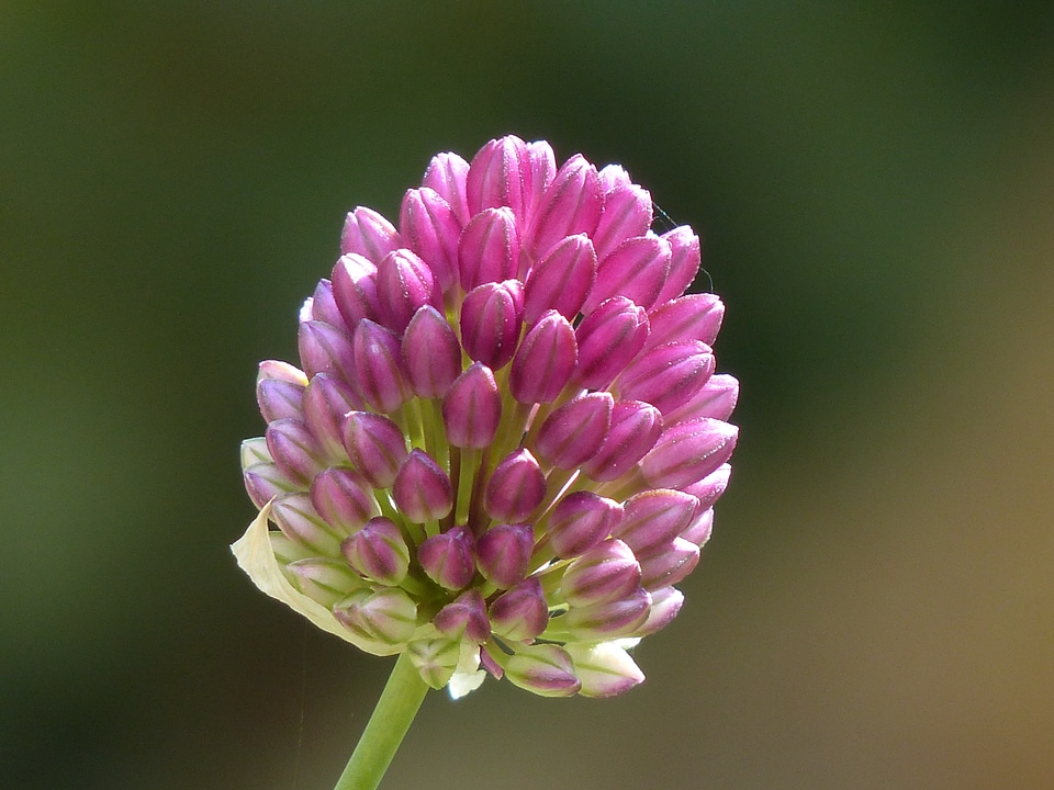 Bloom flower pink