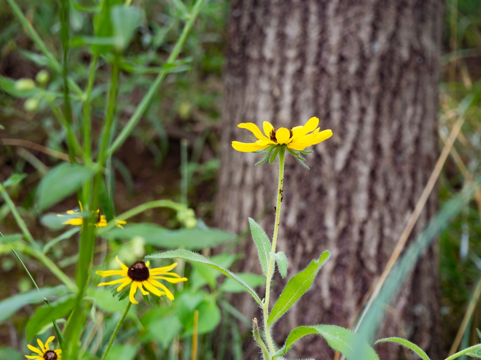 Yellow Flower and Tree