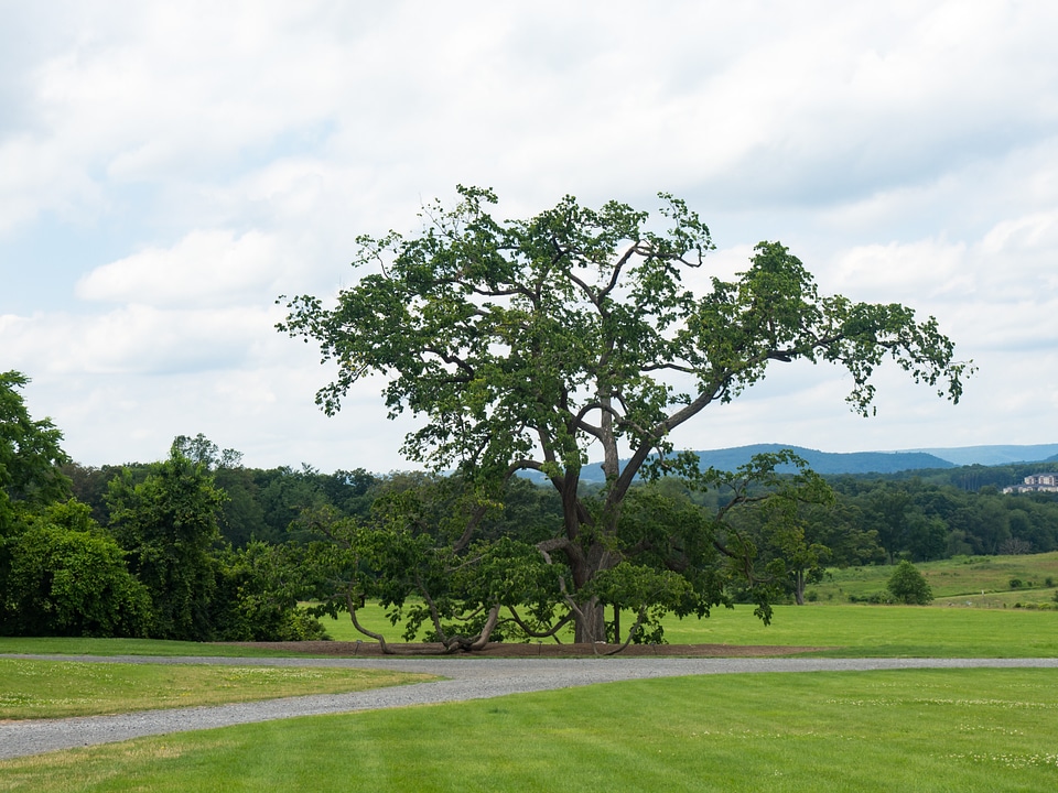 Grass Field with Trees and Mountains photo