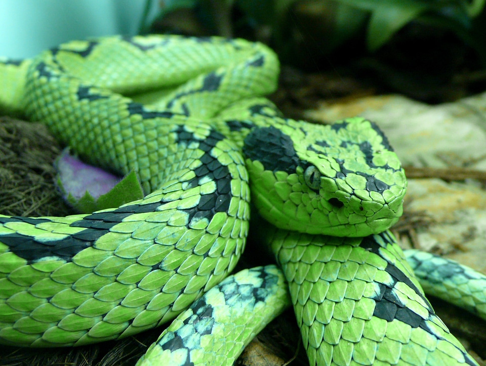 Venomous poisonous mexico