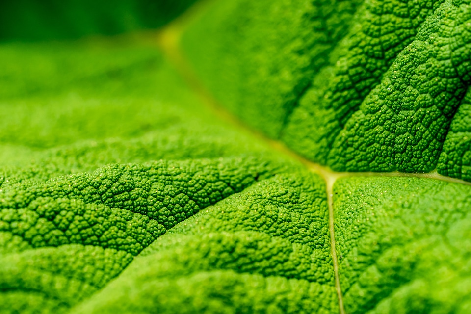 Green Leaf Texture photo