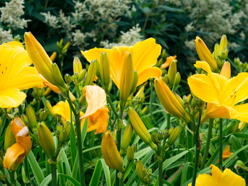 Yellow Flowers in Garden