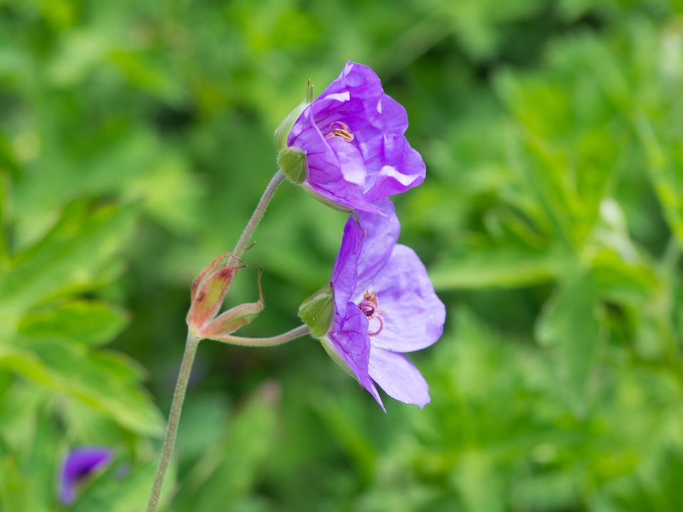 Purple Flowers in Garden