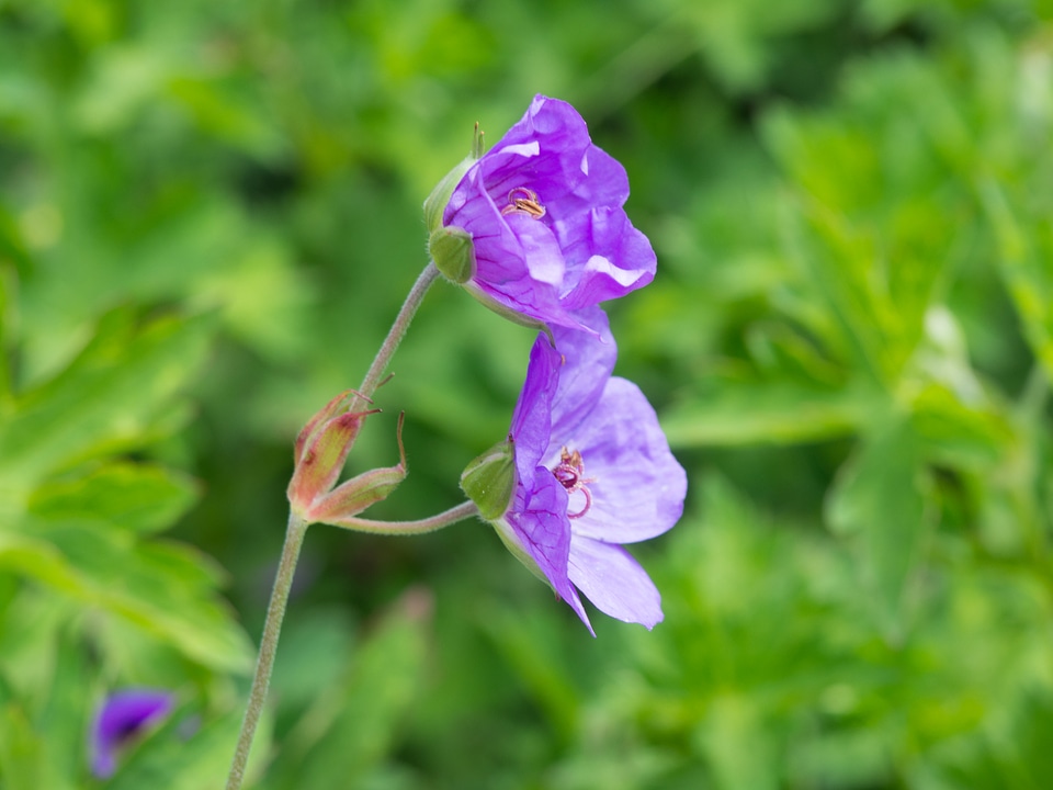 Purple Flowers in Garden photo